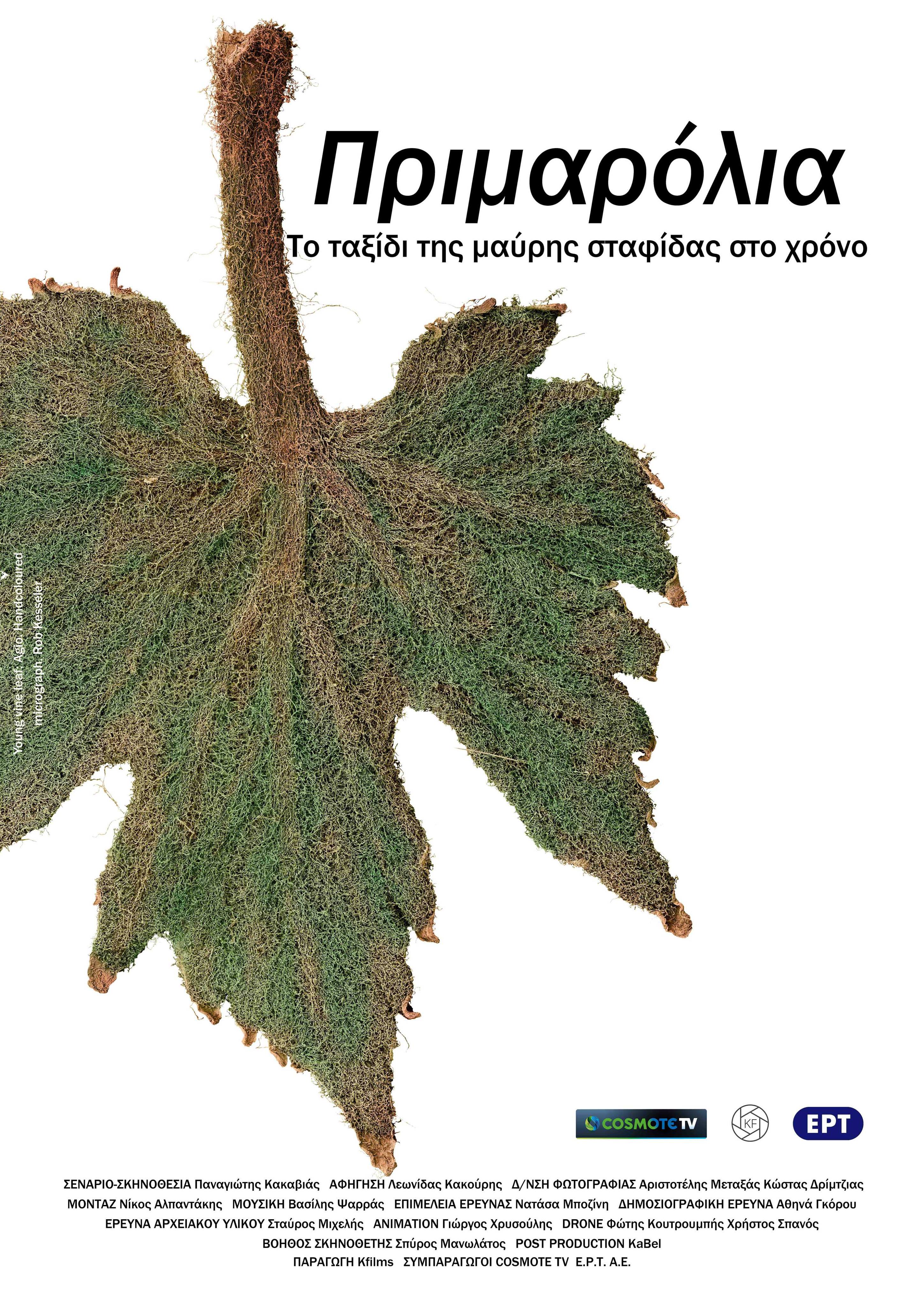 Πριμαρόλια Το ταξίδι της μαύρης σταφίδας στο χρόνο